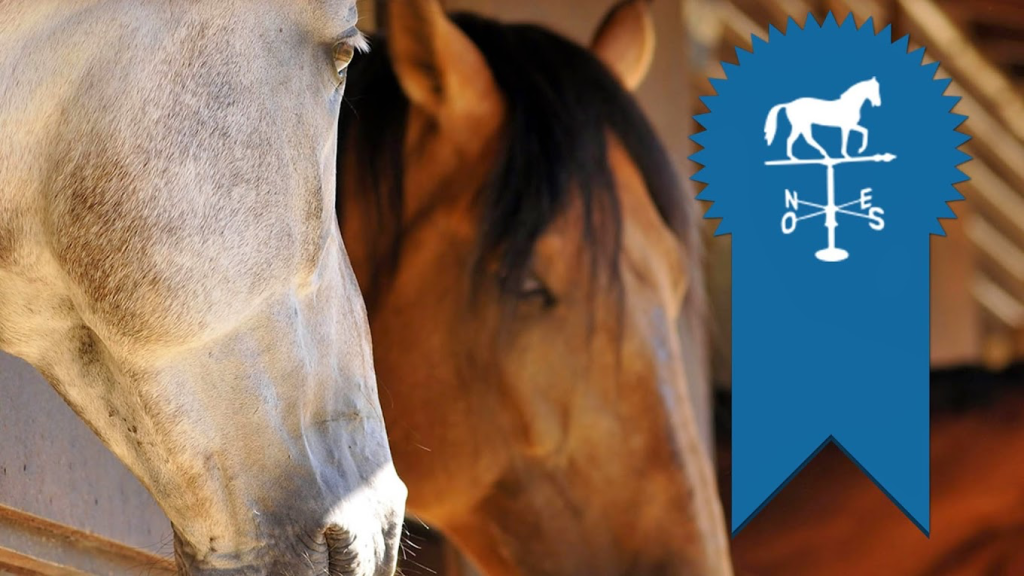 Image du Haras de Croix d'Hins Photo des chevaux du Haras de Croix d'Hins