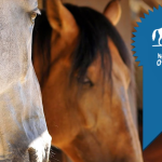 CHEVAUX DU HARAS DE CROIX D'HINS