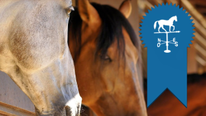 Chevaux Haras de Croix d'Hins